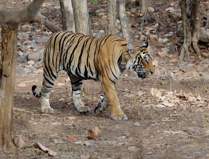 Simlipal National Park