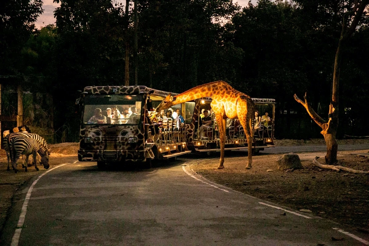 Night Safari