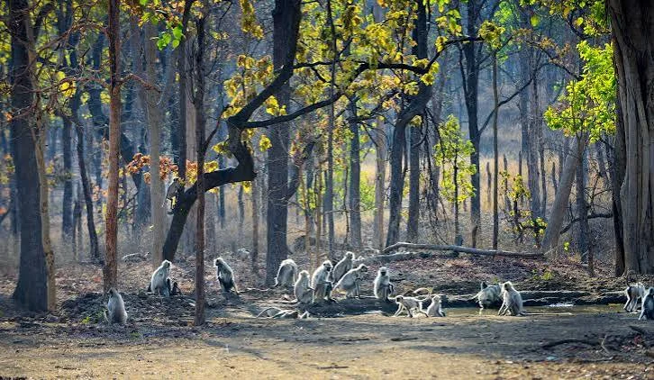 Pench National Park